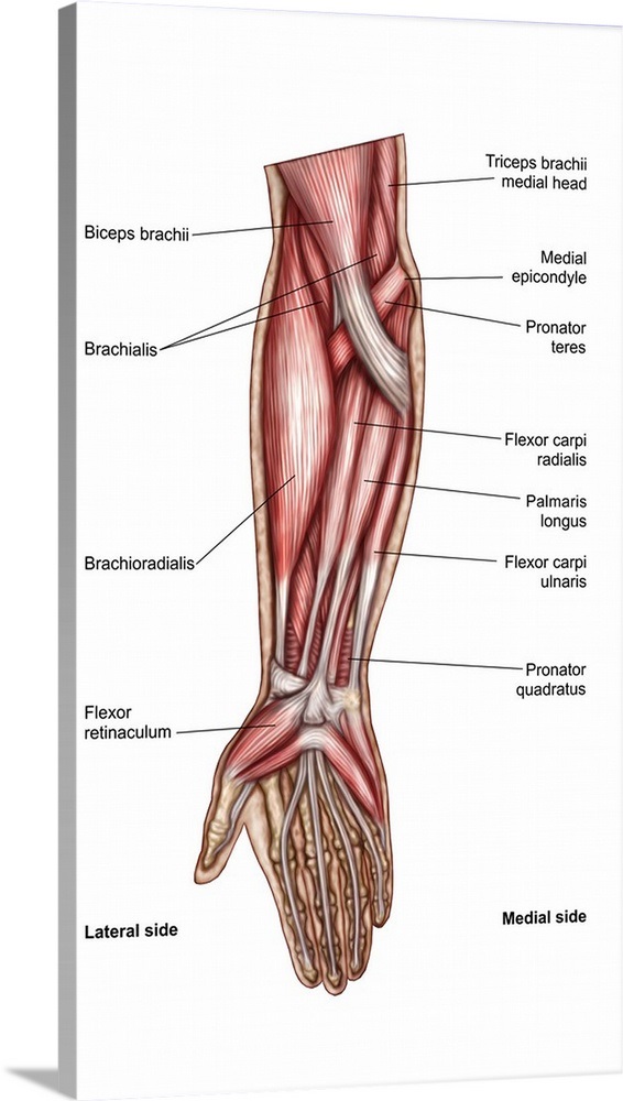 anatomy-of-human-forearm-muscles-superficial-anterior-view,2010111.jpg