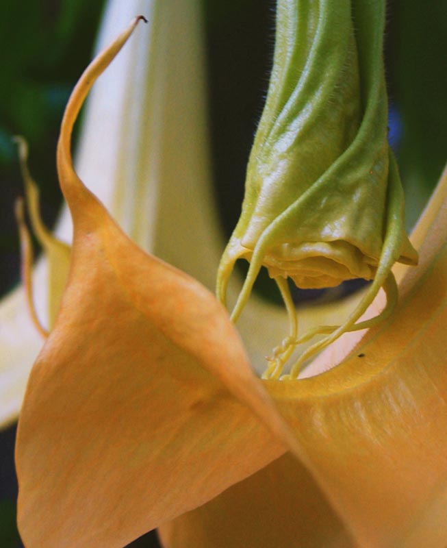 angel trumpet1.jpg