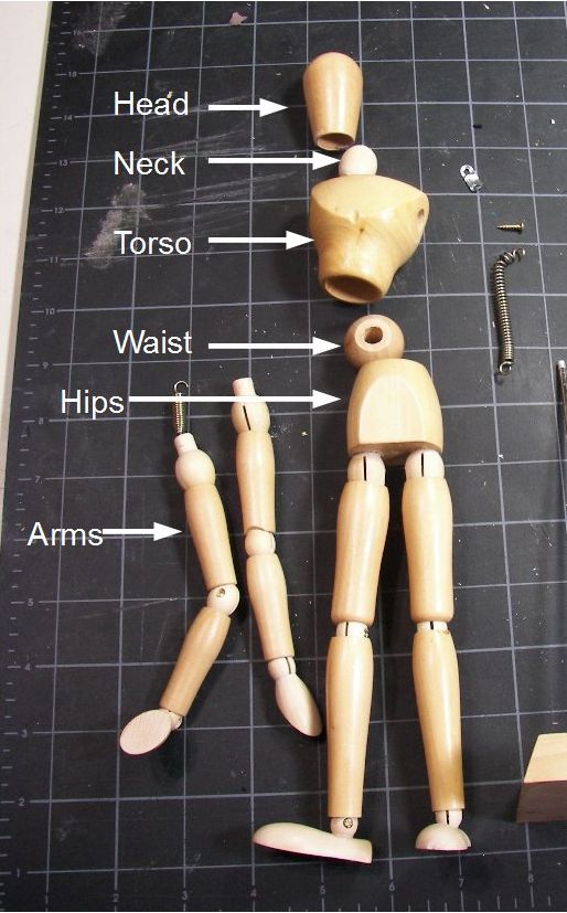 annotated manikin.jpg