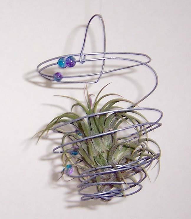 anotherairplant.jpg