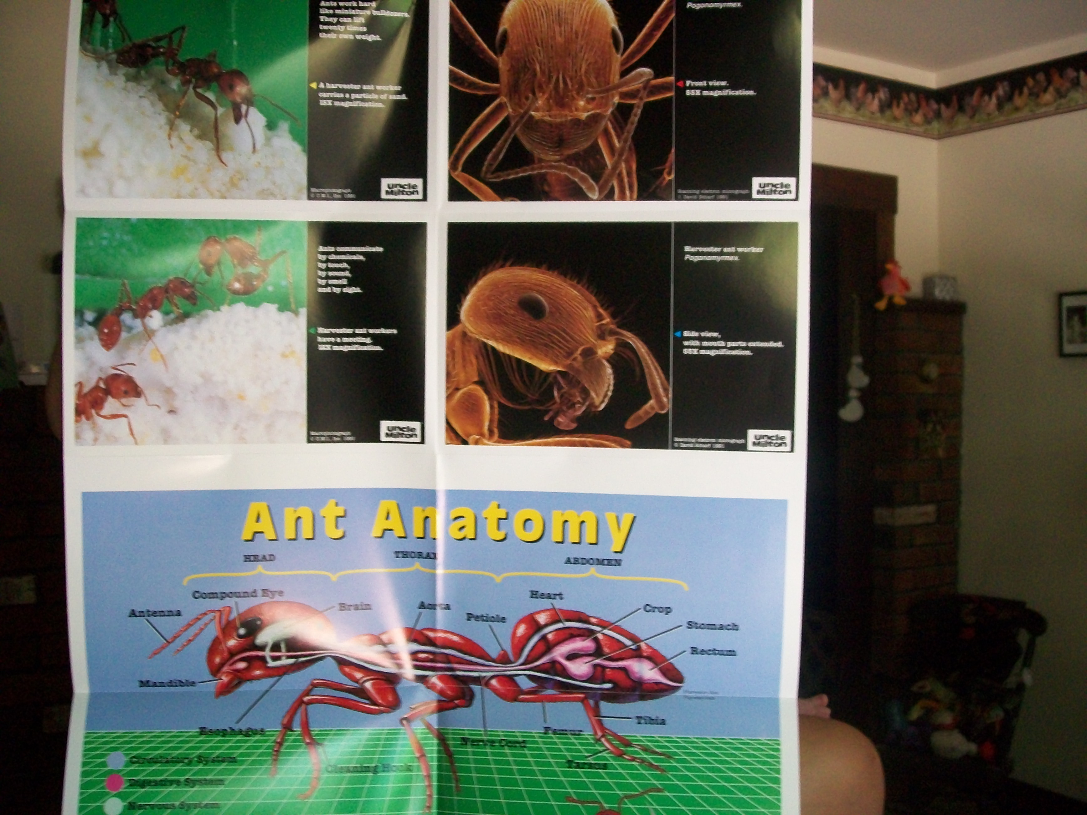 ant farm 038.JPG