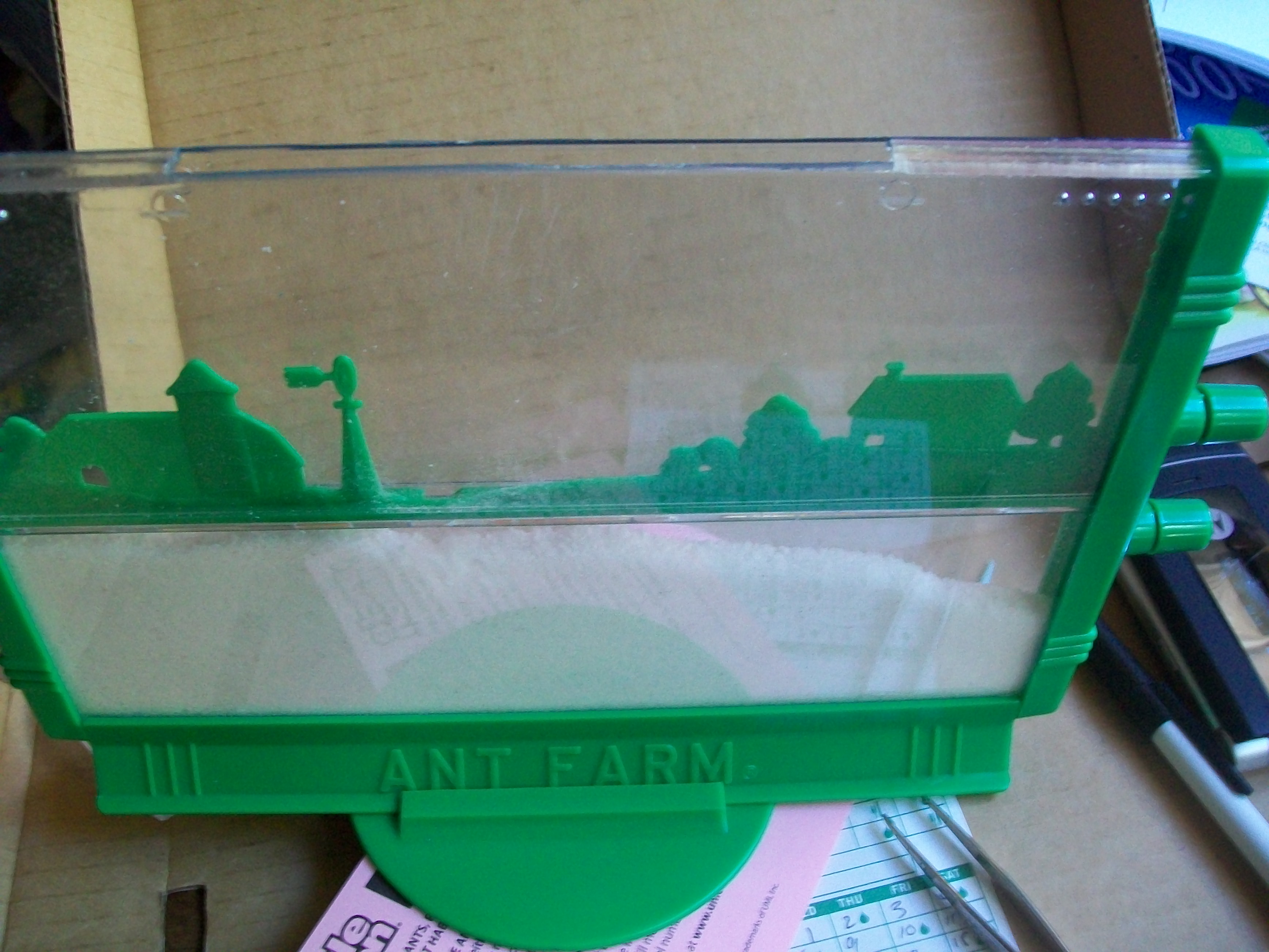 ant farm 053.JPG