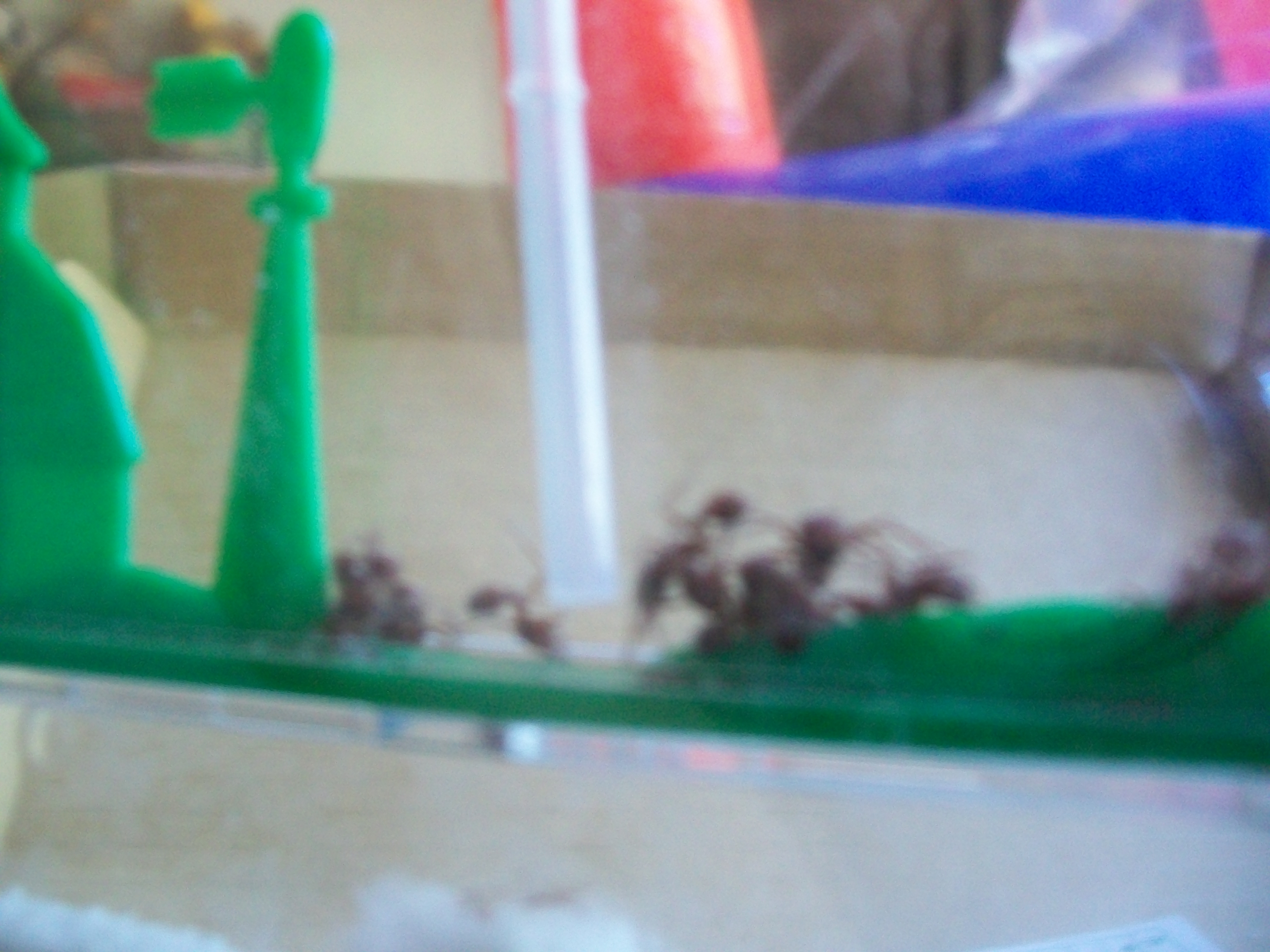 ant farm 060.JPG