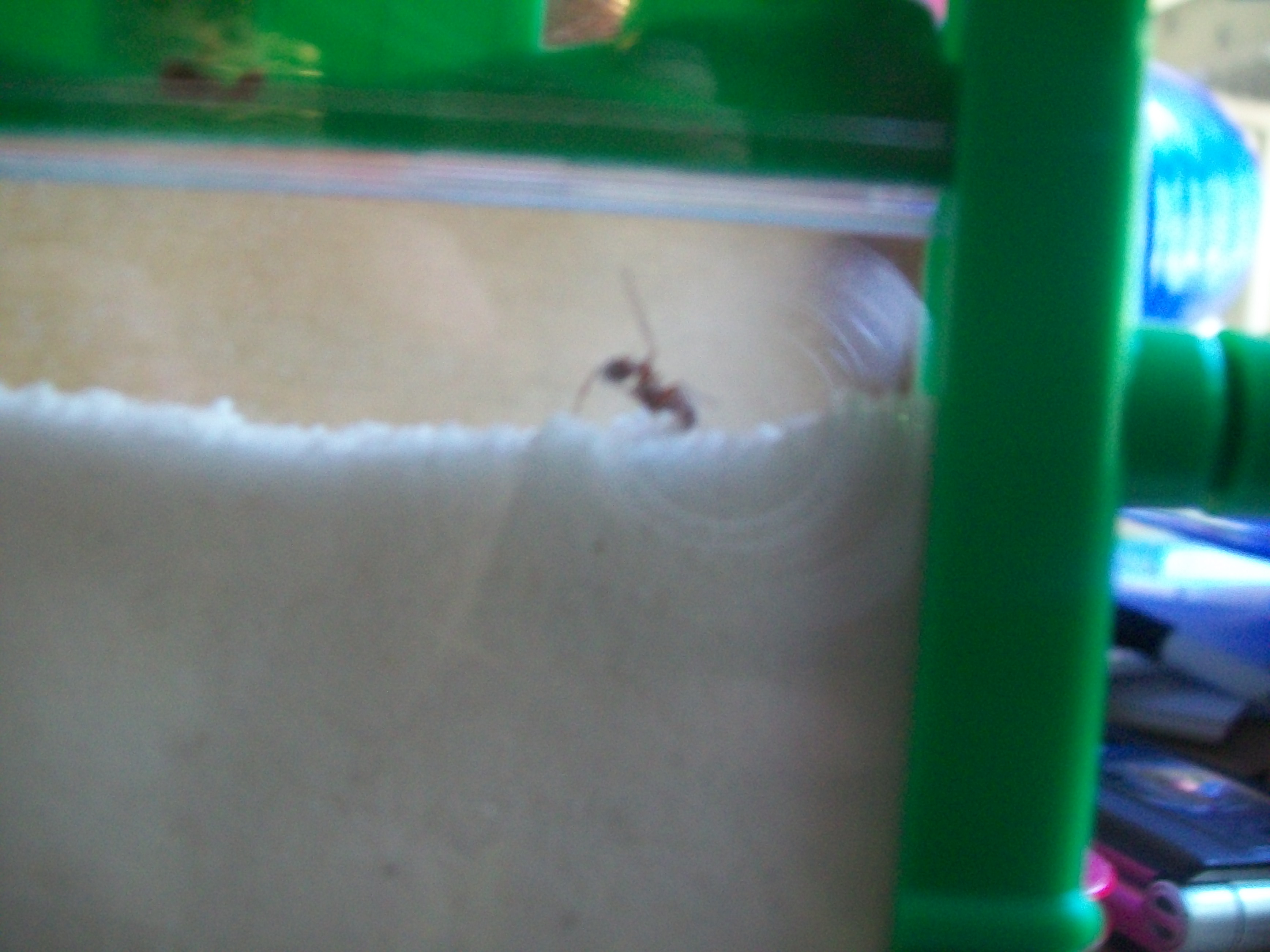 ant farm 088.JPG