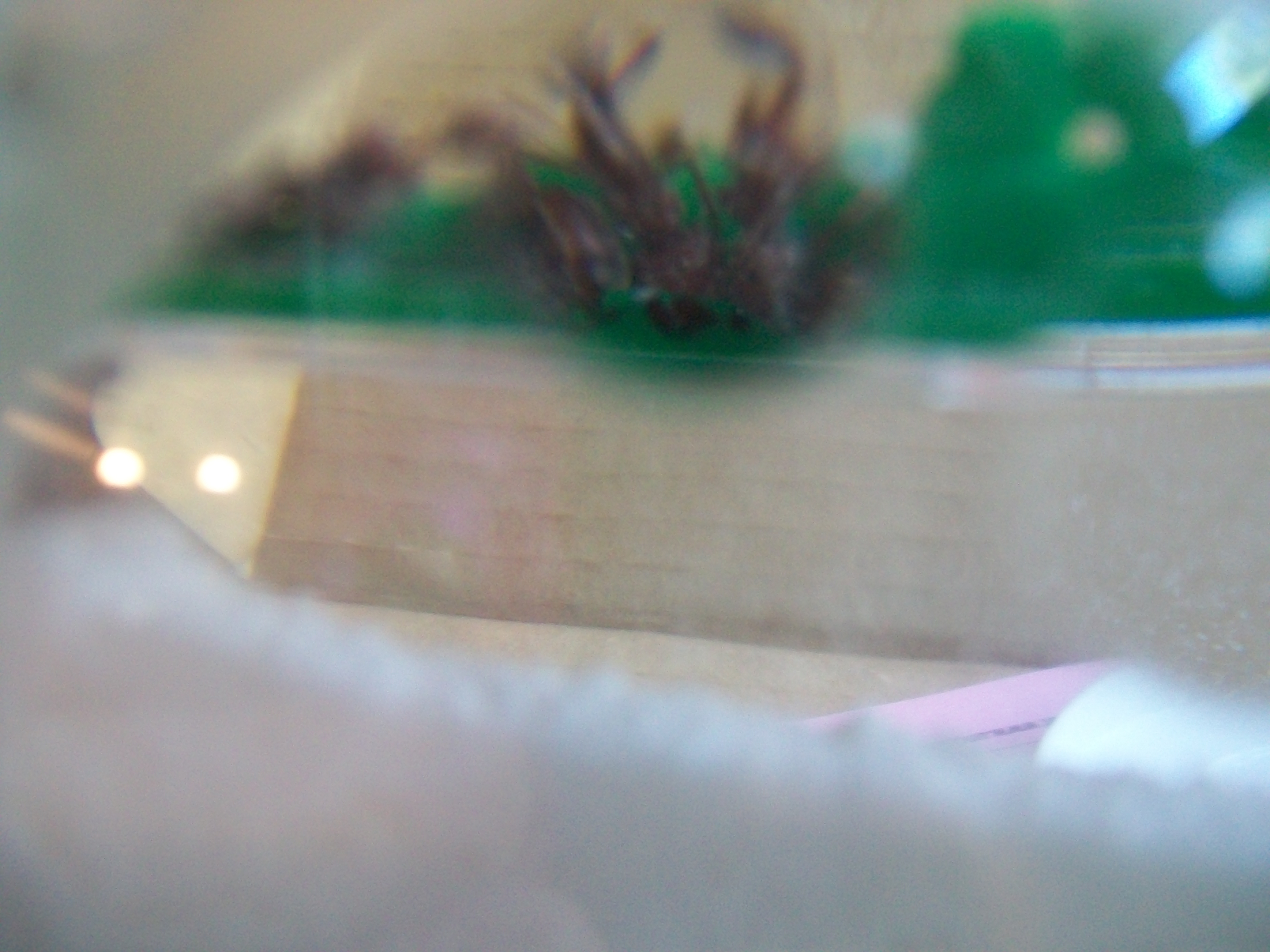 ant farm 090.JPG