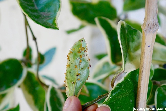 aphids-on-the-underside-of-a-leaf.jpg