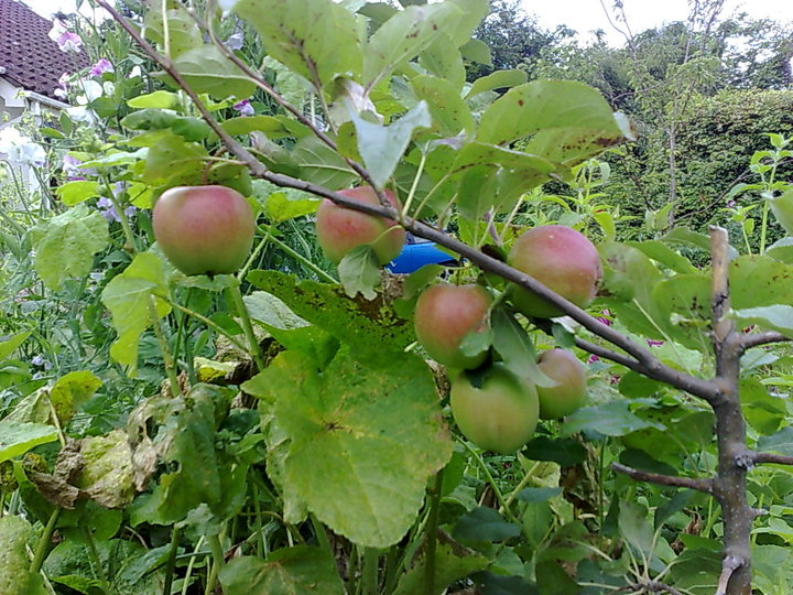 apple tree with apples.jpg