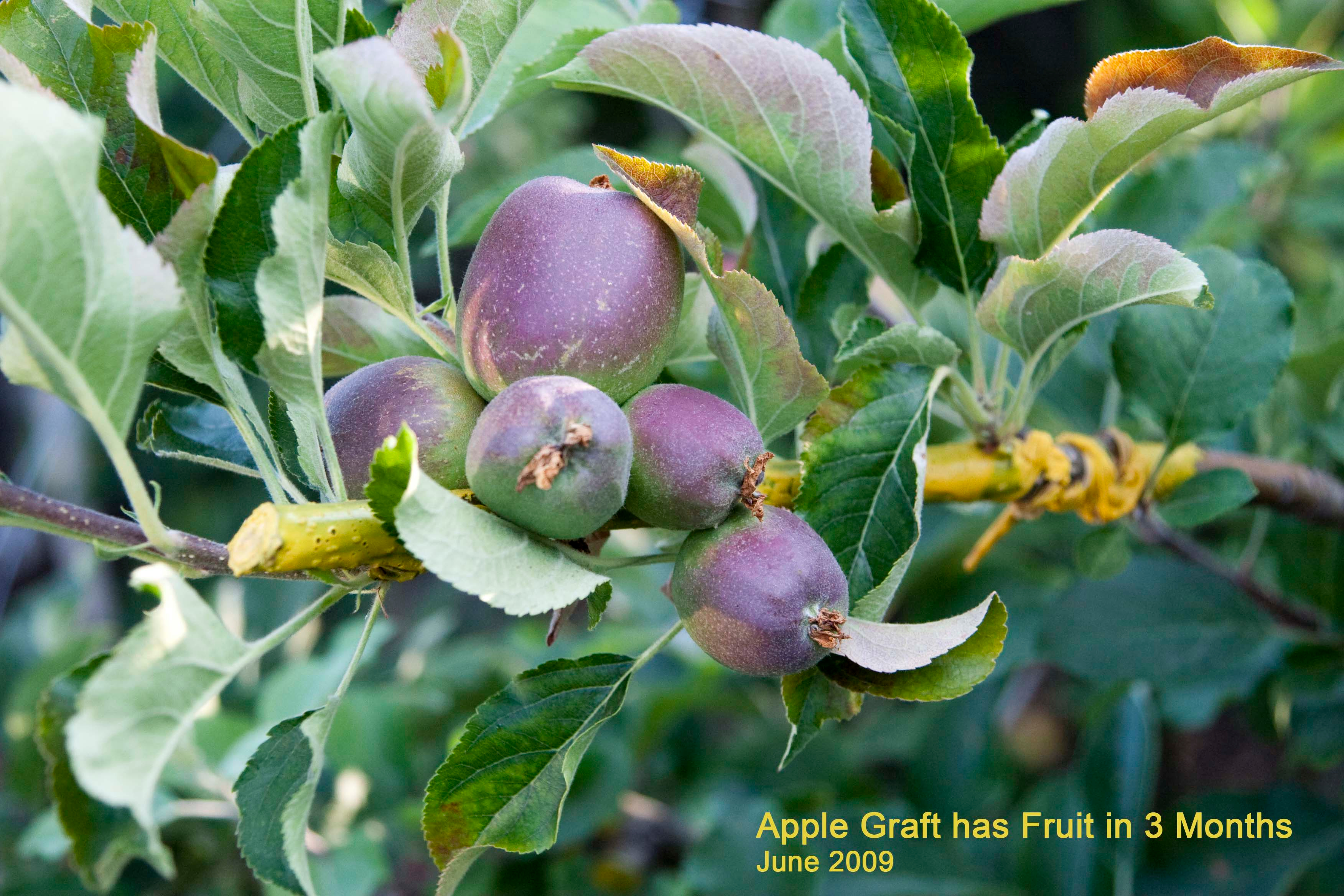 apricot graft2-2.jpg