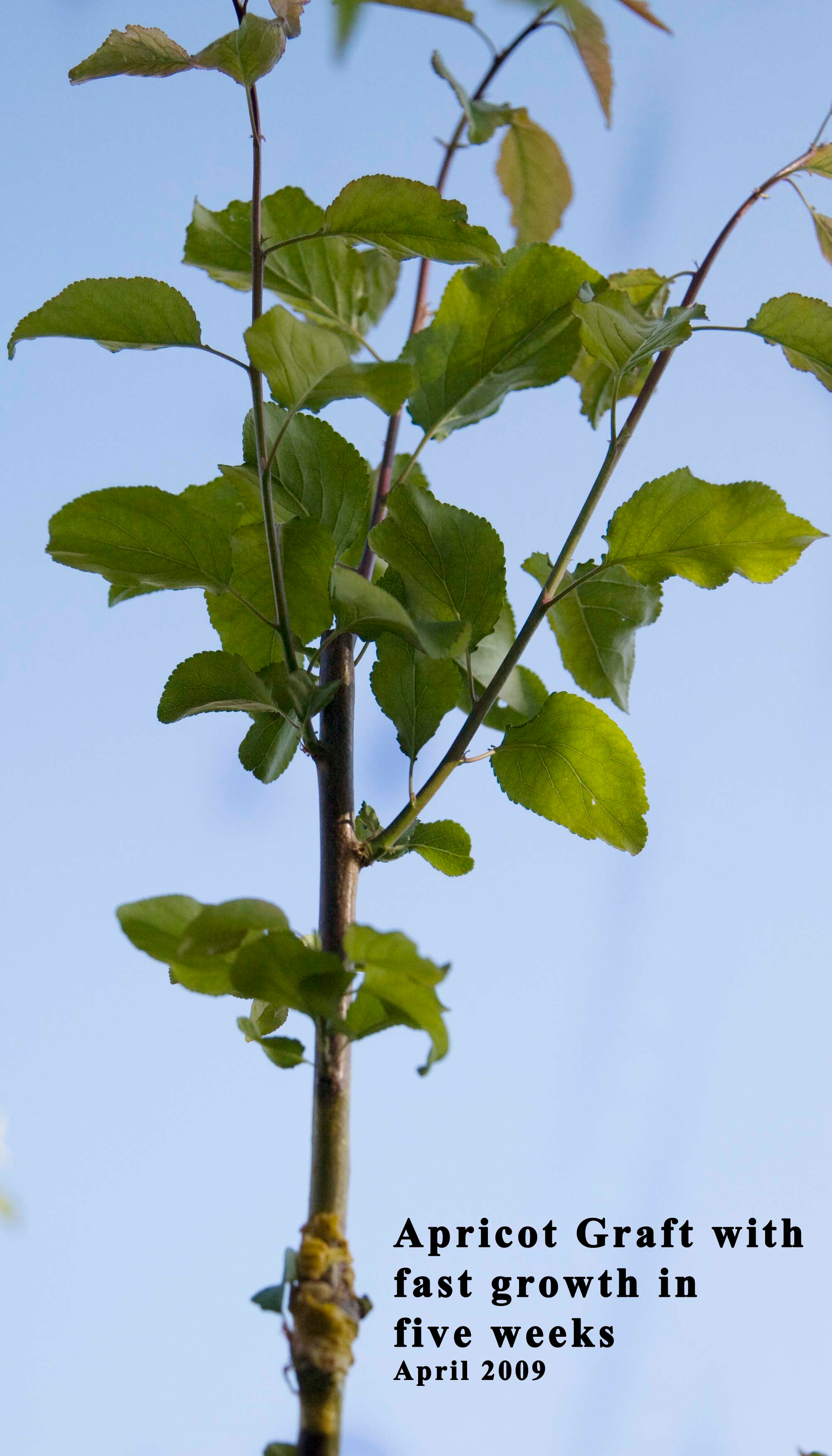 apricot graft2.jpg