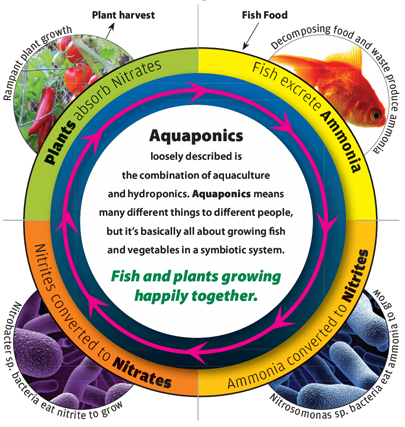 aquaponics cycle.jpg