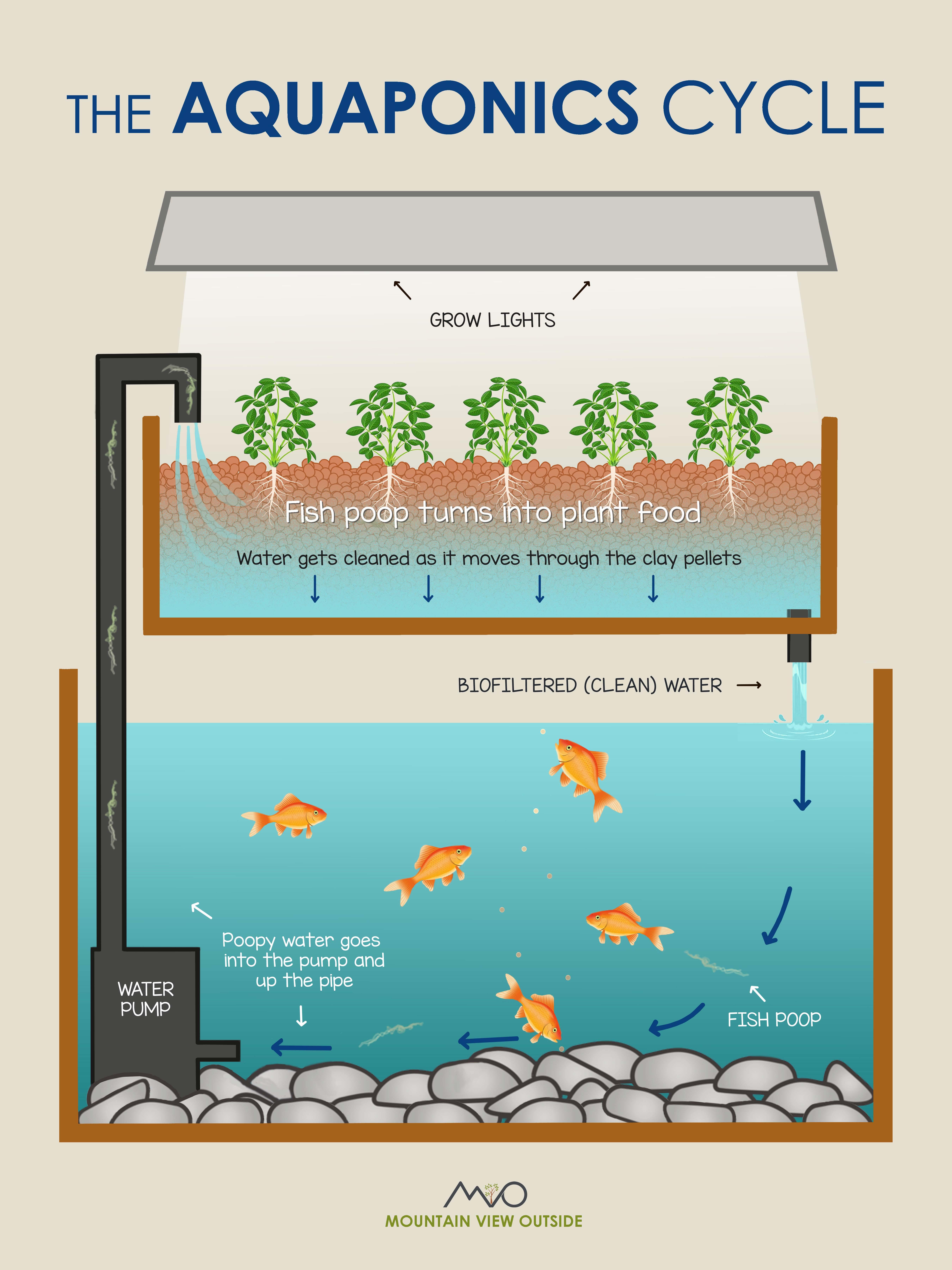 aquaponics poster.jpg