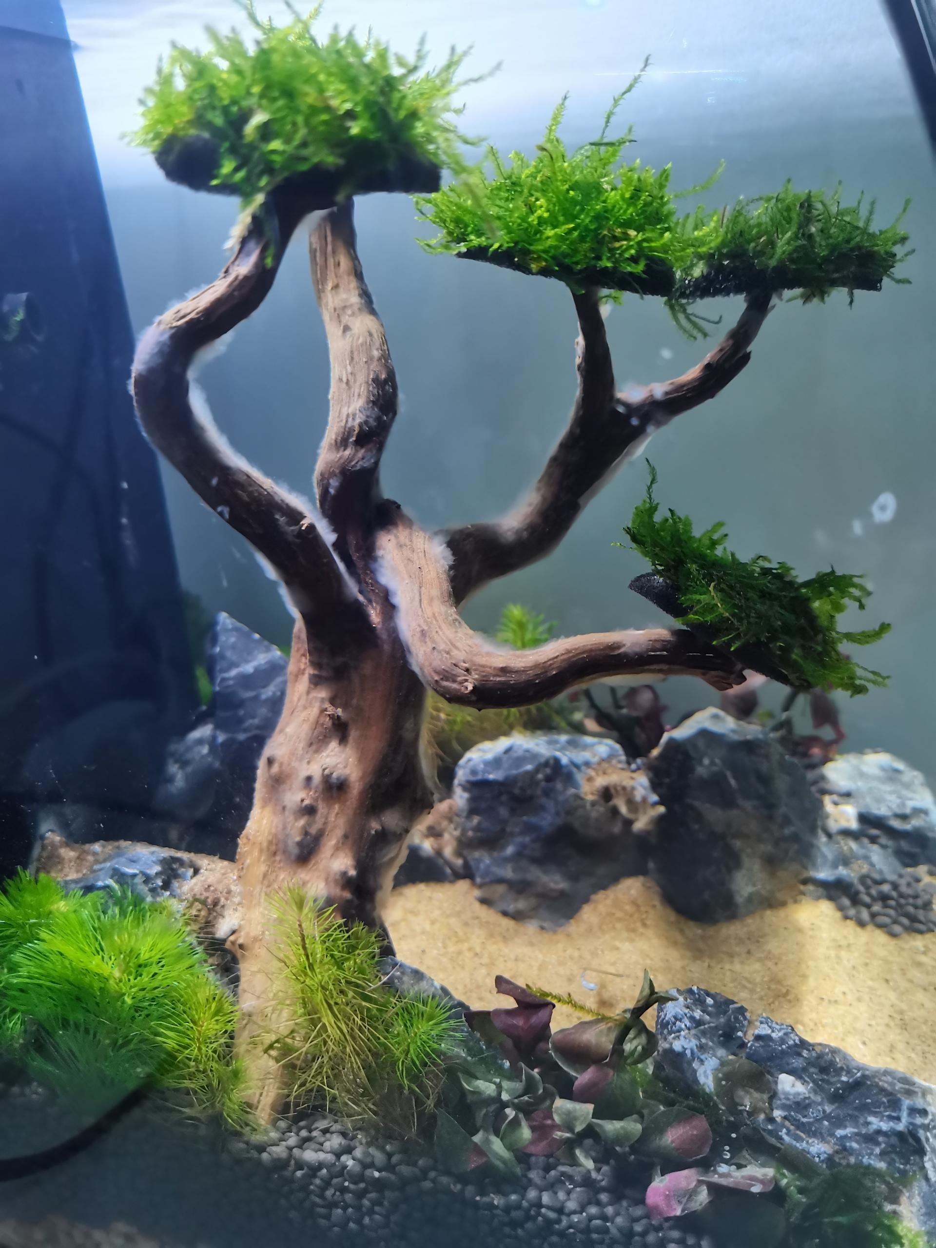 aquascape19.jpg