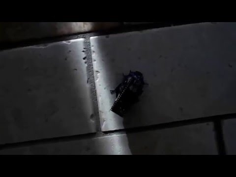 arduino controlled cockroach