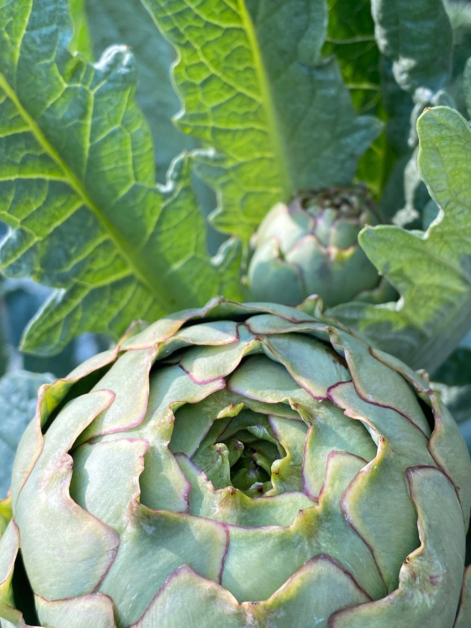 artichoke2.JPG