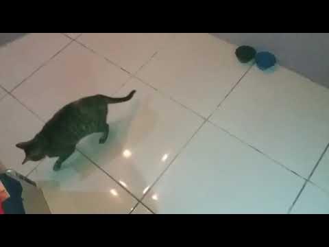 automatic laser pointer for cats
