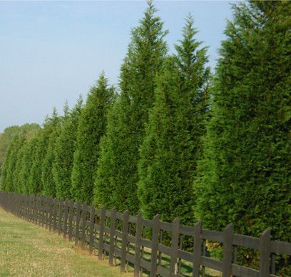 b4b2c30e4d1250610a7e73525e75cc31--privacy-shade-plants-tree-fence-ideas-privacy-hedge.jpg