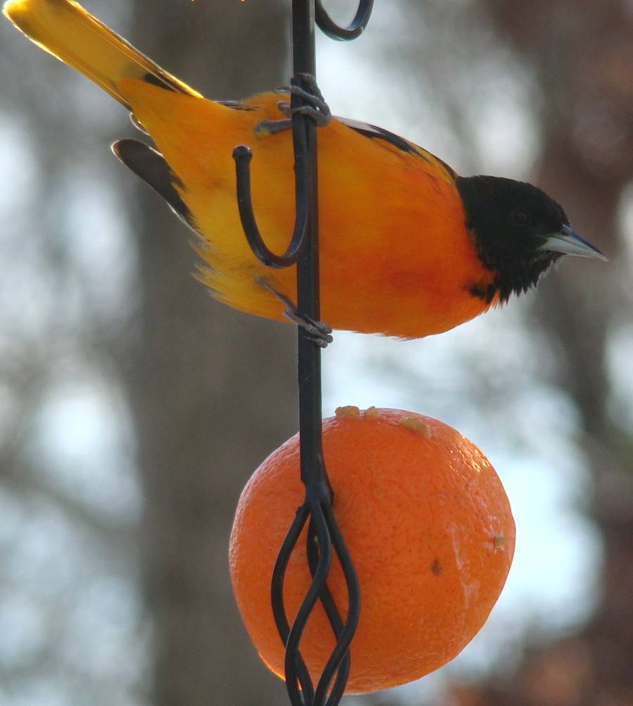 baltimore oriole brightened.jpg