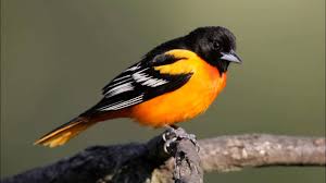 baltimore oriole.jpg