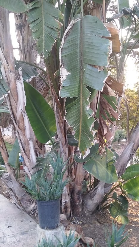 banana tree.jpg