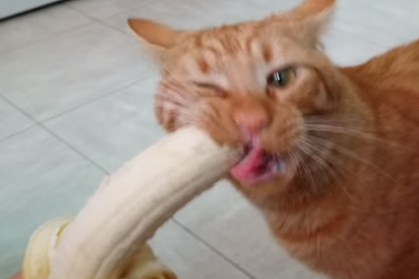 banana-cat.png