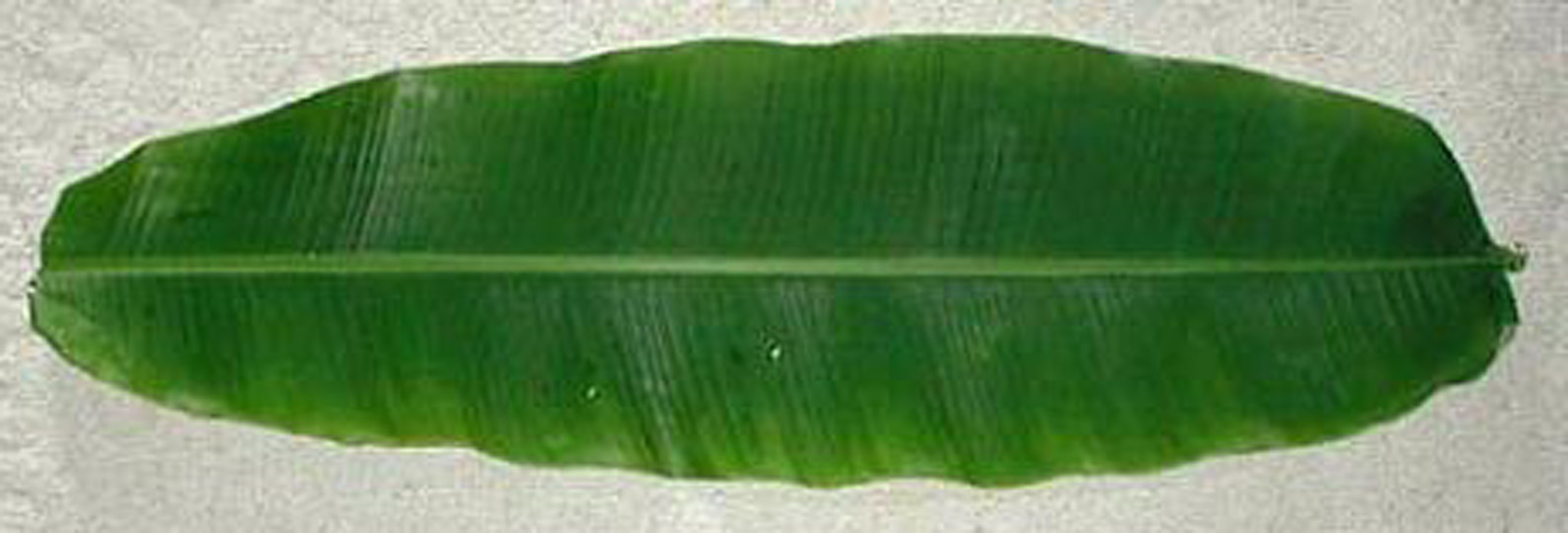 banana_leaf.jpg