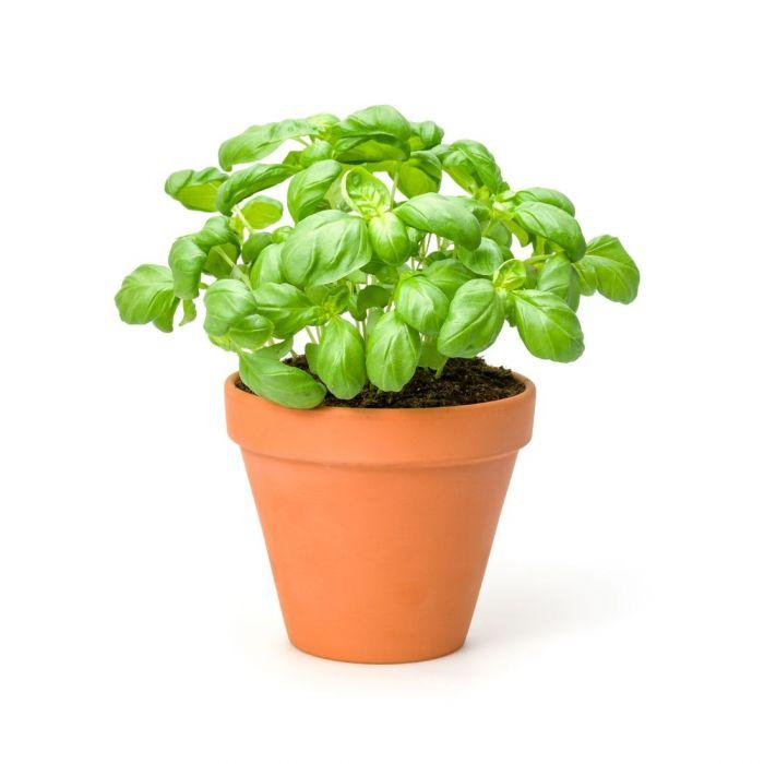 basil-in-pot-1piece-1400953461.jpg