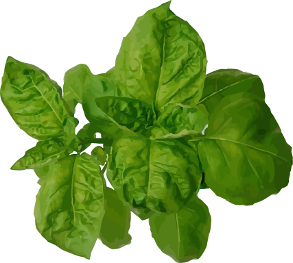 basil.png