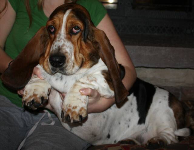 basset_hound_droopy_eyes.jpg