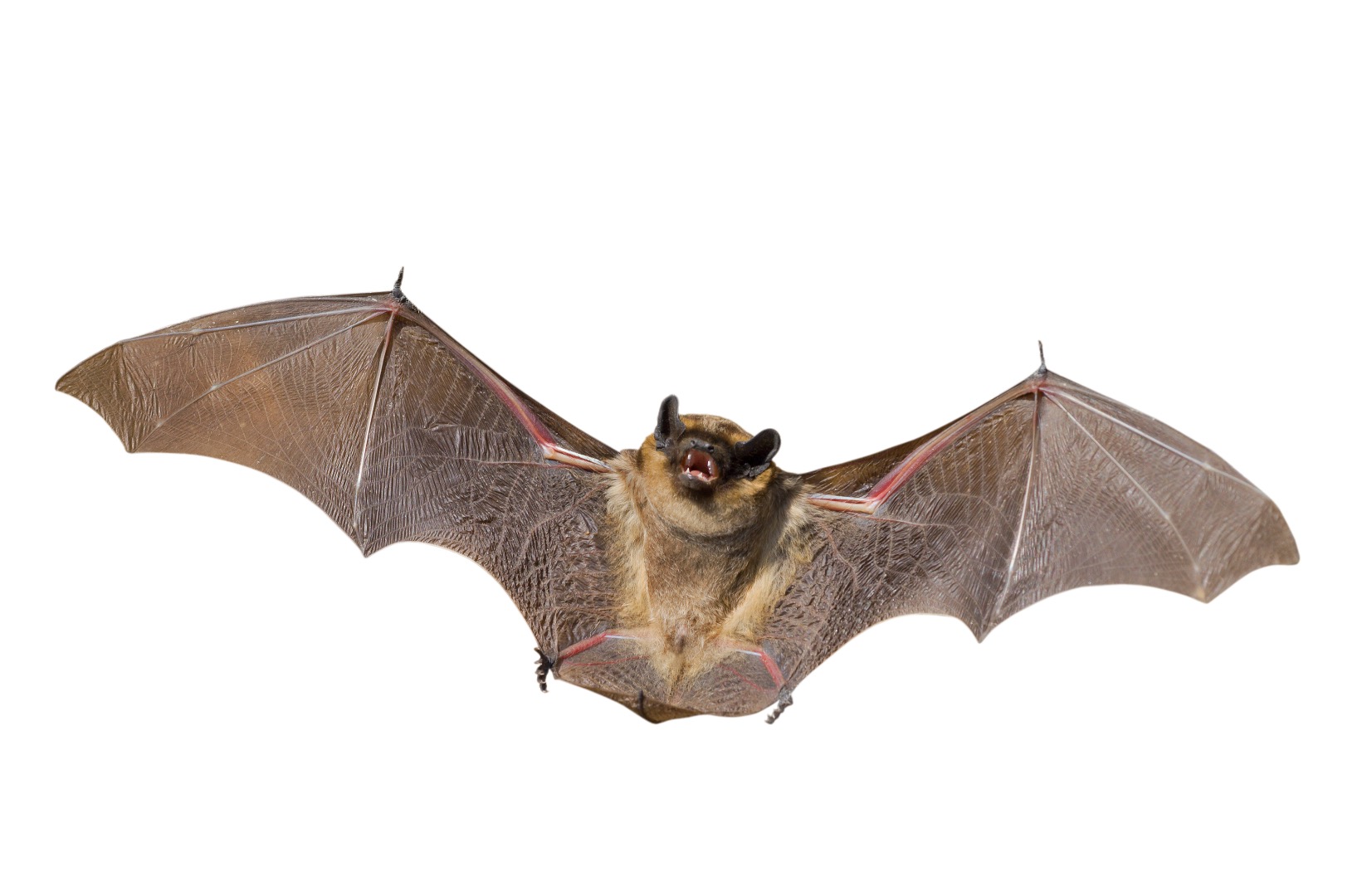 bat.jpg