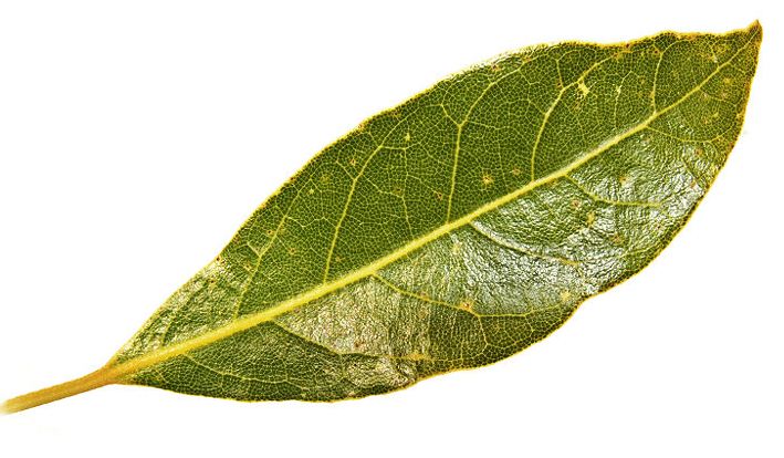 bay leaf.JPG