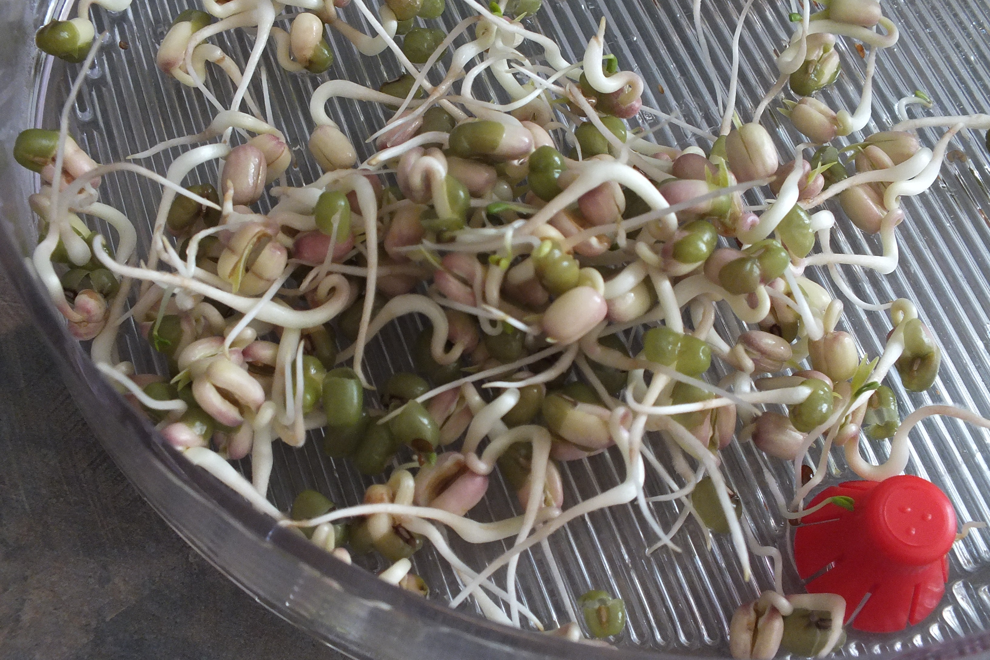 bean sprouts 003.JPG