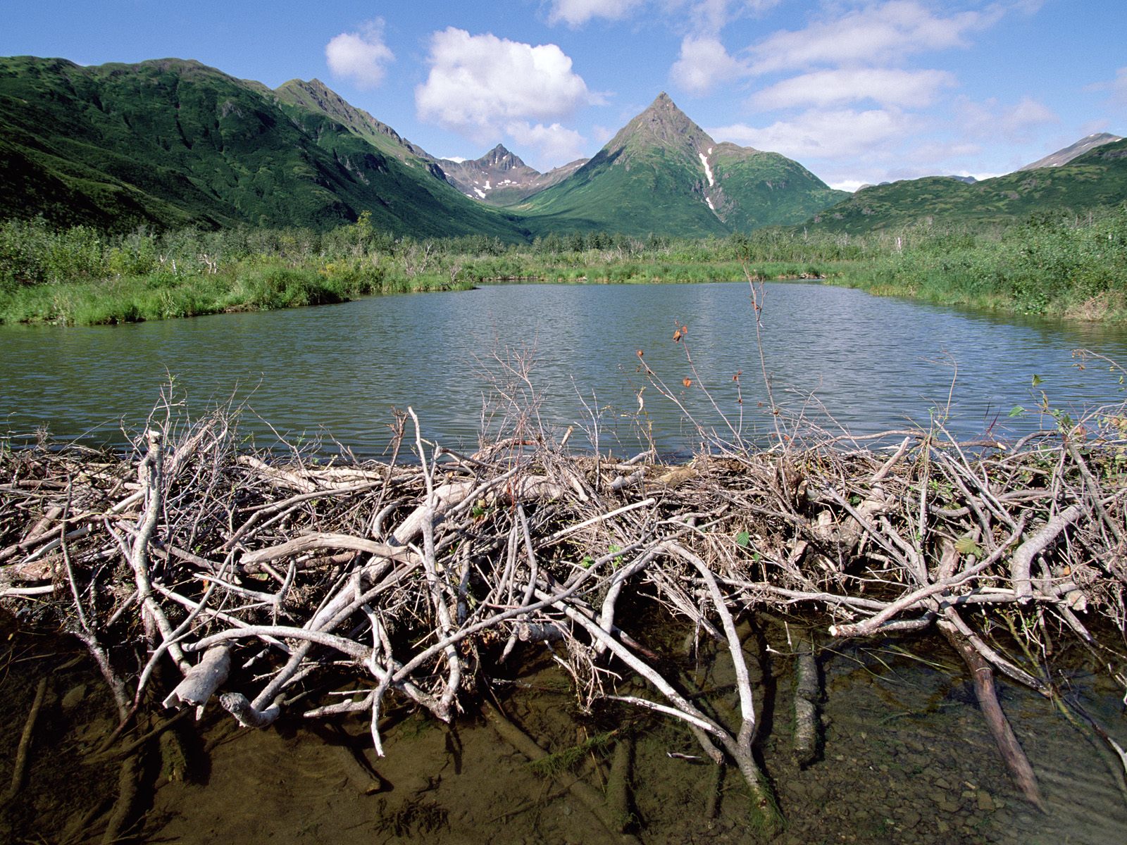 beaver dam.jpg