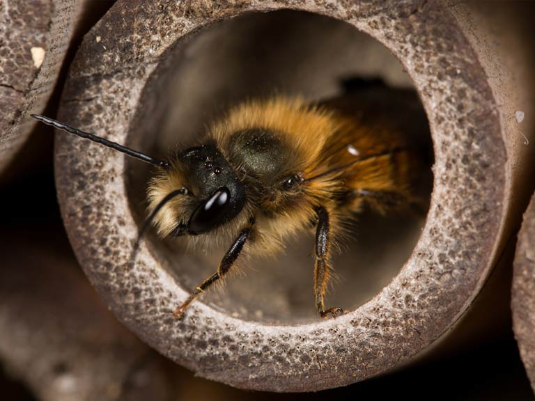 bee-hotels-to-help-solitary-bees-red-mason-303635219-768.jpg