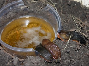 beer-remove-slugs-300x221.jpg