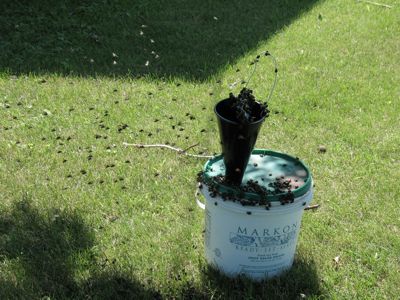 beetle trap swarml.jpg