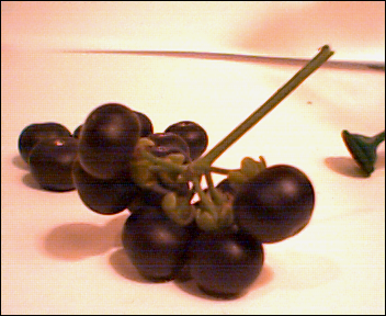 berries_vine.bmp