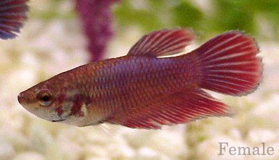 betta05G.jpg