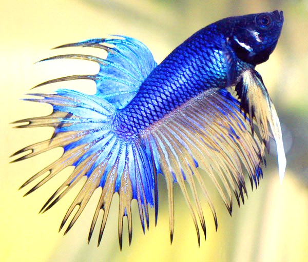 betta_001.jpg