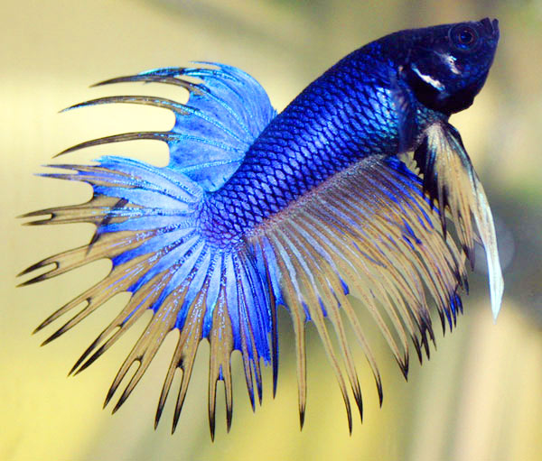 betta_fish.jpg