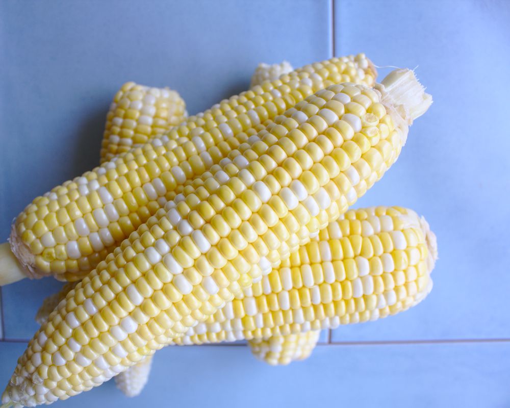 bi-color-corn-cob.jpg