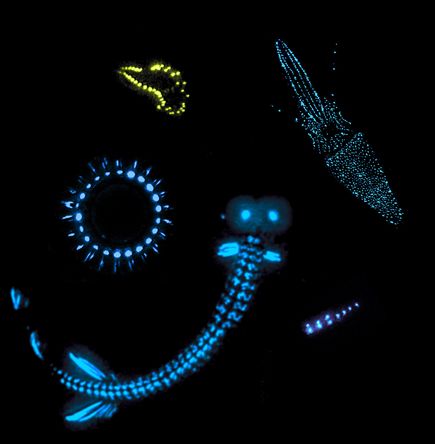 bioluminescentc2a0animals.jpg