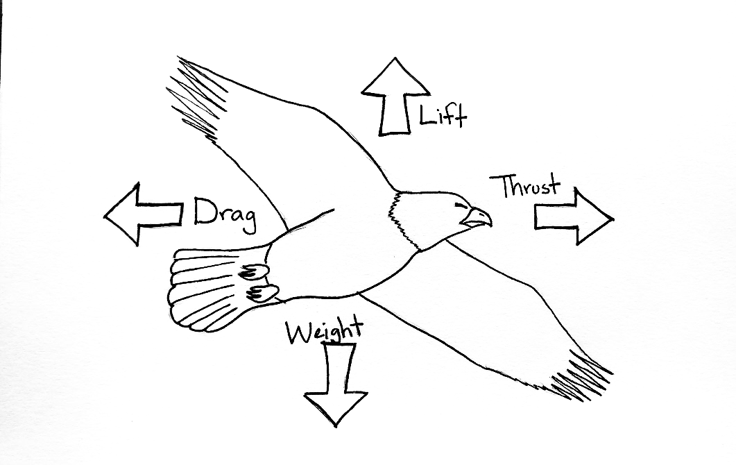 bird kite 1.png