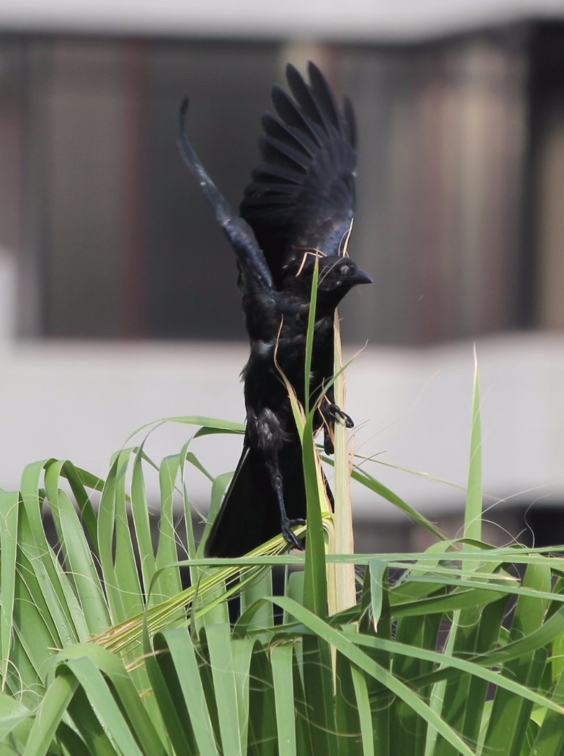 bird on a palm.jpg