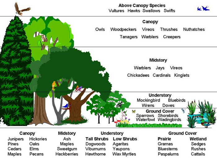 bird_canopy_layers700.jpg