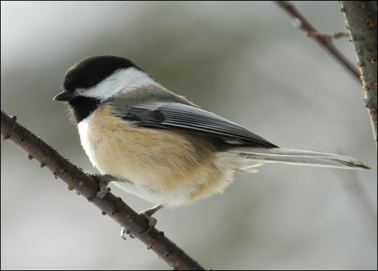 black_capped_chickadee.jpg