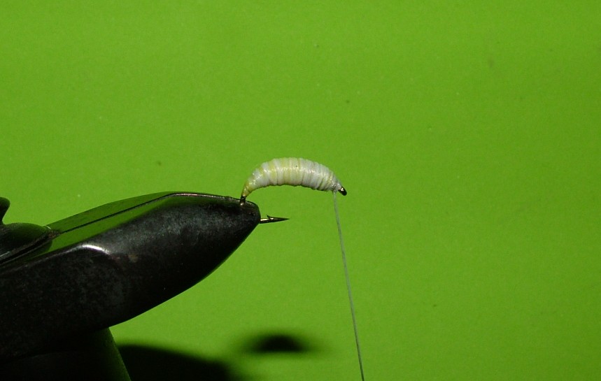 blowfly_larvae_10.jpg