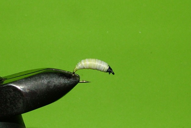 blowfly_larvae_11.jpg