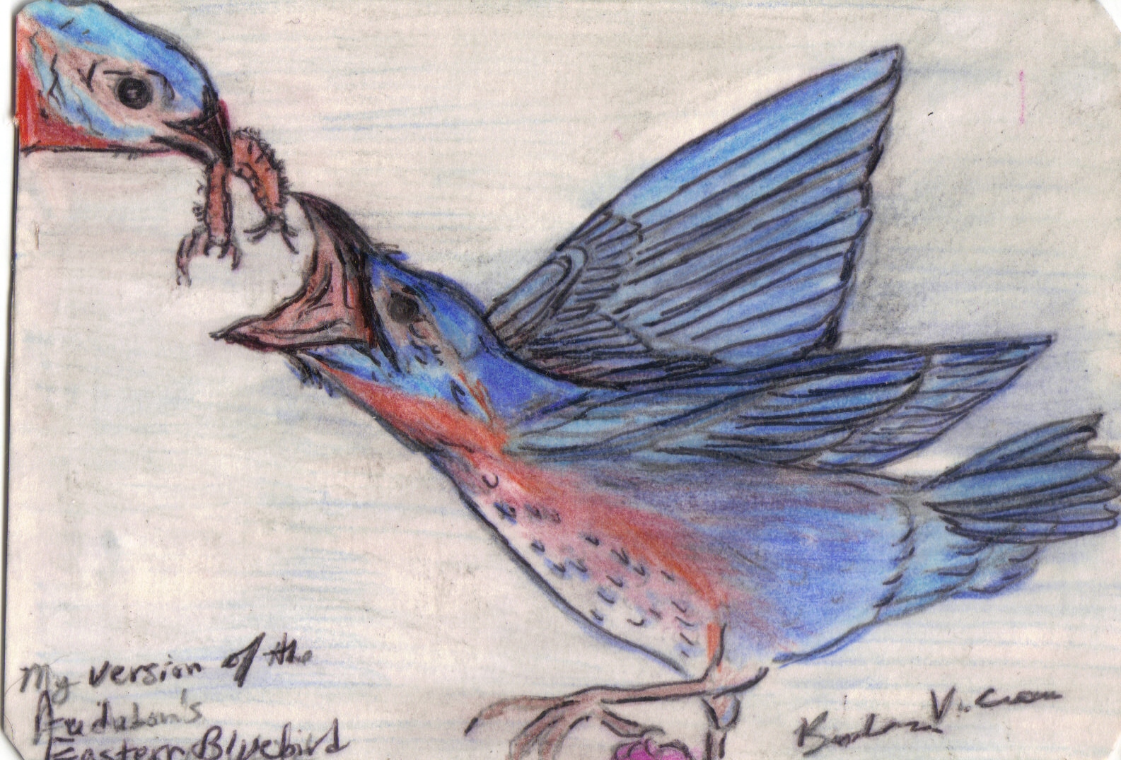 bluebird scan.jpg