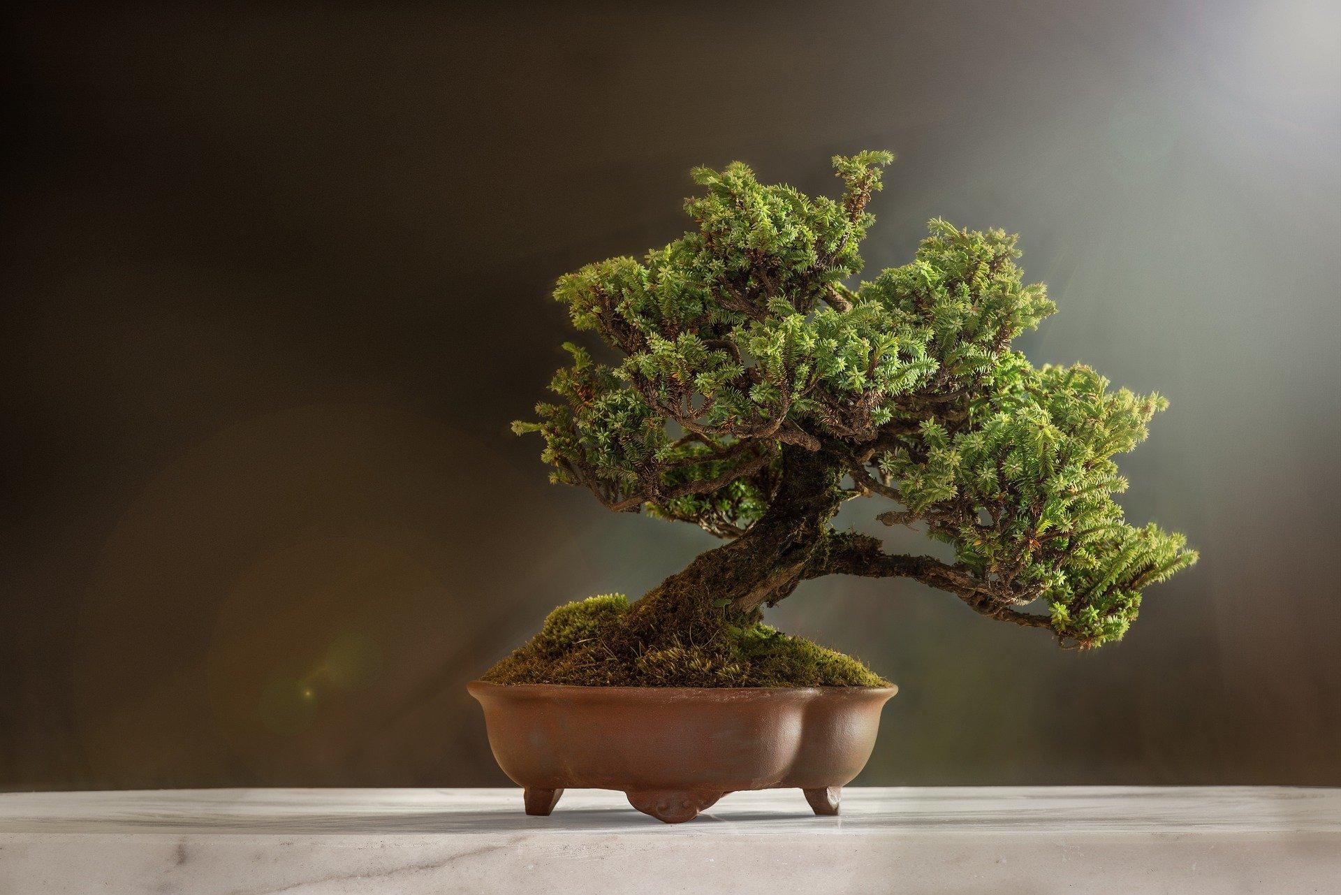 bonsai-6114252_1920.jpg