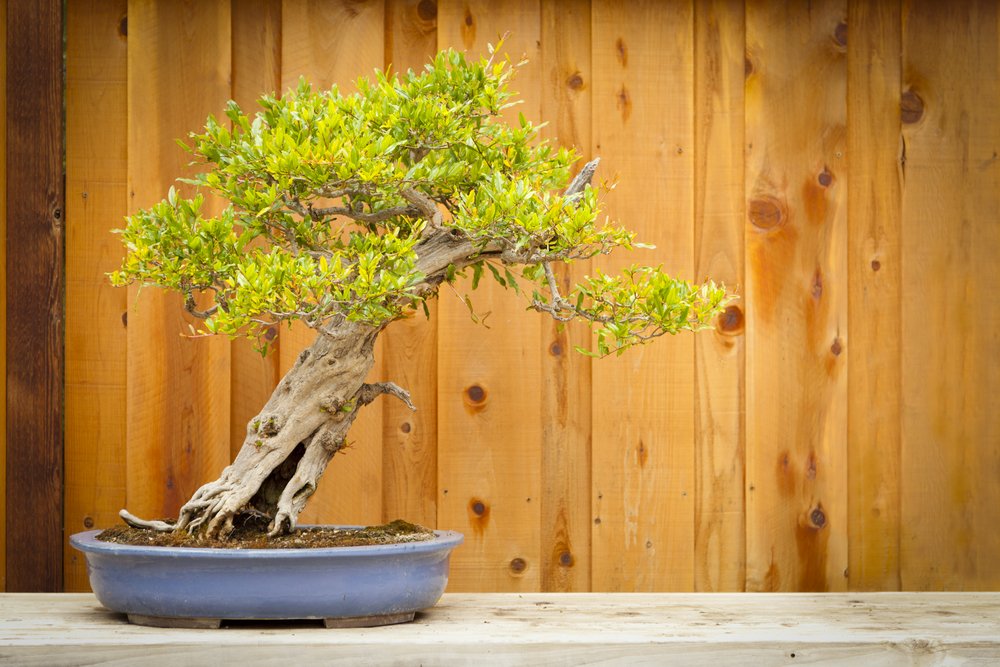 bonsai-tree.jpg